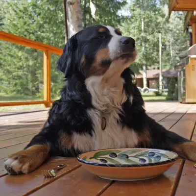 אוכל סופר פרימיום לכלבים - תזונה איכותית לכלבך​